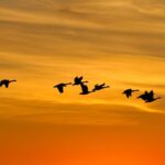 Silhouetten van trekvogels tegen een oranje avondlucht