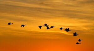 Silhouetten van trekvogels tegen een oranje avondlucht