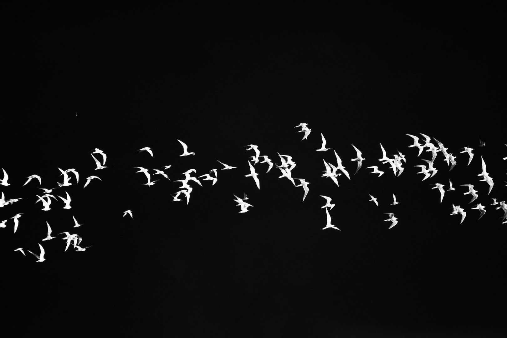 Een zwerm witte vogels vliegt tegen een vrijwel zwarte hemel