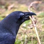Zwarte kraai houdt een gebogen takje vast in zijn snavel
