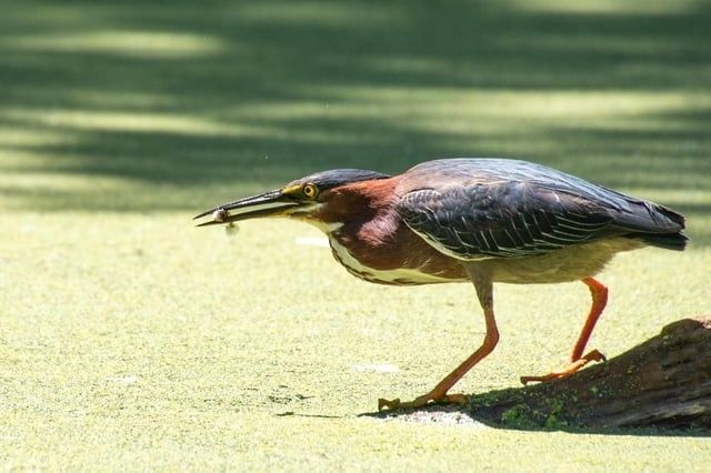 Groene reiger loopt met een klein object in zijn snavel